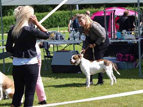 Zomershow 15 juni 2013 